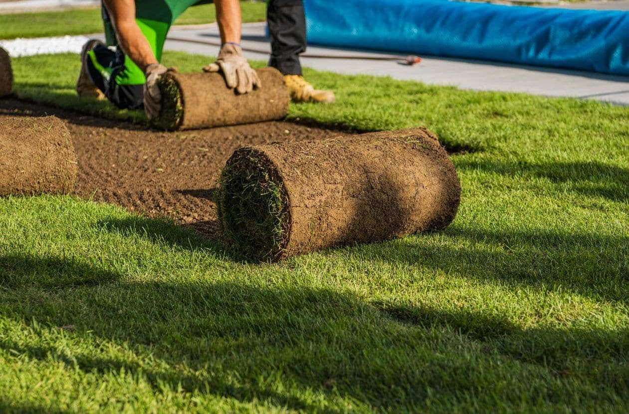 Fresh sod being rolled out over prepared ground on a residential lawn